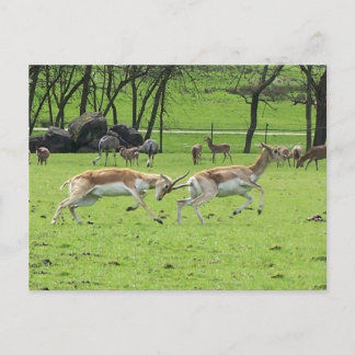 Blackbuck Antelope Briefkaart