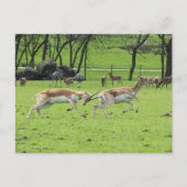 Blackbuck Antelope Briefkaart (Voorkant)