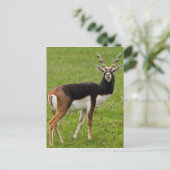 Blackbuck Male Antelope Briefkaart (Staand voorkant)