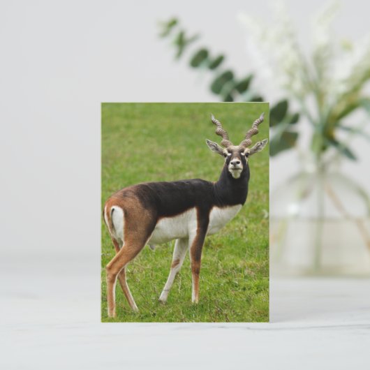Blackbuck Male Antelope Briefkaart (Staand voorkant)