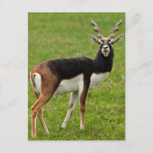 Blackbuck Male Antelope Briefkaart