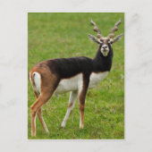 Blackbuck Male Antelope Briefkaart (Voorkant)