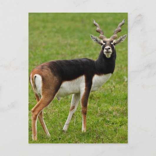 Blackbuck Male Antelope Briefkaart (Voorkant)