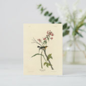 Blackburnian Warbler - Amerikaanse vogels van Audu Briefkaart (Staand voorkant)