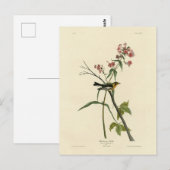 Blackburnian Warbler - Amerikaanse vogels van Audu Briefkaart (Voorkant / Achterkant)