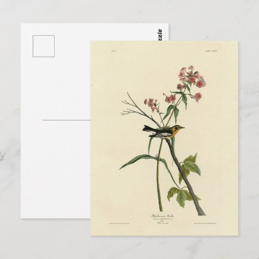 Blackburnian Warbler - Amerikaanse vogels van Audu Briefkaart (Voorkant / Achterkant)