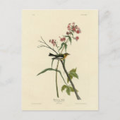 Blackburnian Warbler - Amerikaanse vogels van Audu Briefkaart (Voorkant)