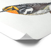 Blackburnian Warbler Art Print (Hoek)