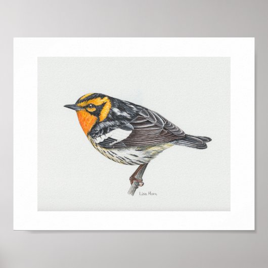 Blackburnian Warbler Art Print (Voorkant)