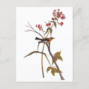 Blackburnian Warbler  Audubon Songbird Art Briefkaart