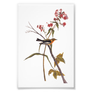 Blackburnian Warbler  Audubon Songbird Art Foto Afdruk