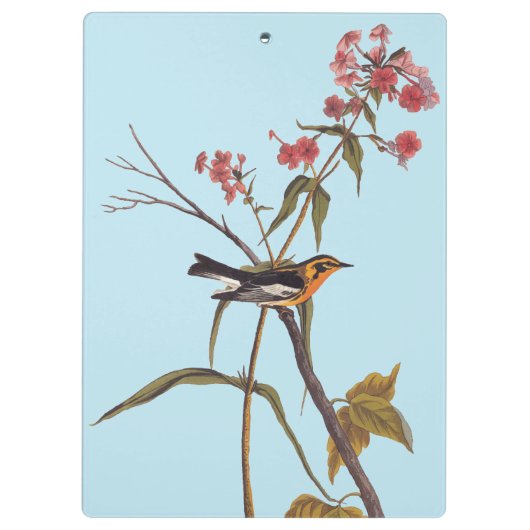 Blackburnian Warbler  Audubon Songbird Art Klembord (Achterkant)