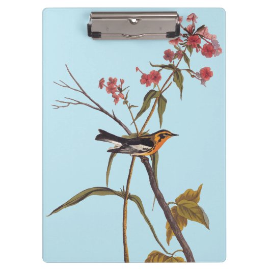 Blackburnian Warbler Audubon Songbird Art Klembord (Voorkant)