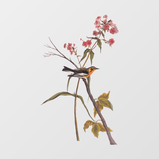 Blackburnian Warbler  Audubon Songbird Art Raamsticker (Vel)