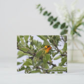 Blackburnian Warbler Briefkaart (Staand voorkant)
