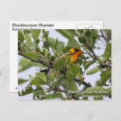 Blackburnian Warbler Briefkaart (Voorkant / Achterkant)