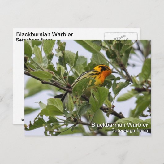 Blackburnian Warbler Briefkaart (Voorkant / Achterkant)