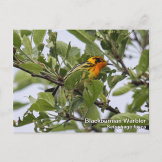Blackburnian Warbler Briefkaart