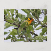 Blackburnian Warbler Briefkaart (Voorkant)