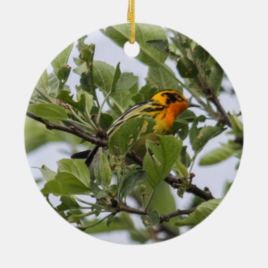 Blackburnian Warbler Keramisch Ornament (Achterkant)