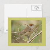 Blackcap Briefkaart (Voorkant / Achterkant)