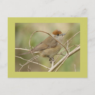 Blackcap Briefkaart