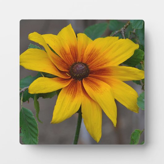 Blackeyed Susan Plaque Fotoplaat (Voorkant)