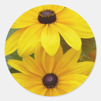 Blackeyed Susan Rudbeckia hirta f. homochroma Ronde Sticker