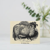 Blackface Sheep Briefkaart (Staand voorkant)