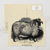 Blackface Sheep Briefkaart (Voorkant / Achterkant)