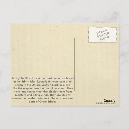 Blackface Sheep Briefkaart (Achterkant)