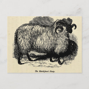 Blackface Sheep Briefkaart