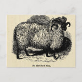 Blackface Sheep Briefkaart (Voorkant)