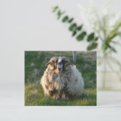 Blackface Sheep, Isle of Lewis, Outer Hebrides, SC Briefkaart (Staand voorkant)