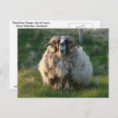 Blackface Sheep, Isle of Lewis, Outer Hebrides, SC Briefkaart (Voorkant / Achterkant)