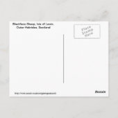 Blackface Sheep, Isle of Lewis, Outer Hebrides, SC Briefkaart (Achterkant)