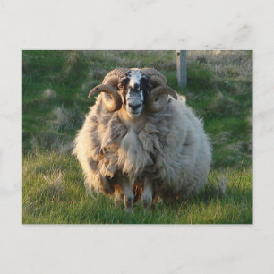 Blackface Sheep, Isle of Lewis, Outer Hebrides, SC Briefkaart