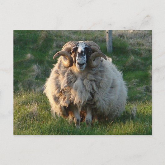 Blackface Sheep, Isle of Lewis, Outer Hebrides, SC Briefkaart (Voorkant)