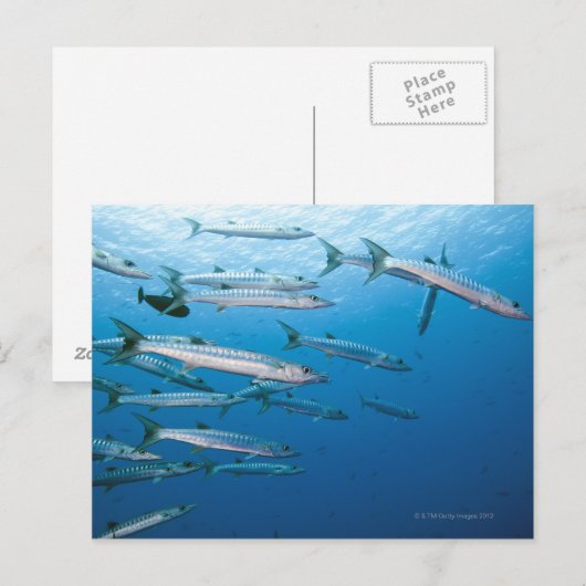 Blackfin Barracuda Briefkaart (Voorkant / Achterkant)