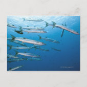 Blackfin Barracuda Briefkaart (Voorkant)