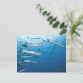 Blackfin Barracuda Briefkaart (Staand voorkant)