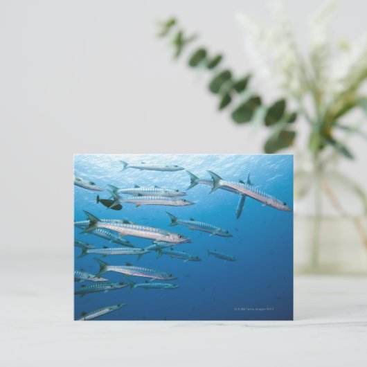 Blackfin Barracuda Briefkaart (Staand voorkant)