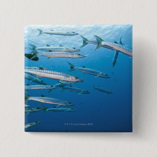 Blackfin Barracuda Vierkante Button 5,1 Cm (Voorkant)