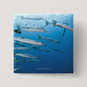 Blackfin Barracuda Vierkante Button 5,1 Cm