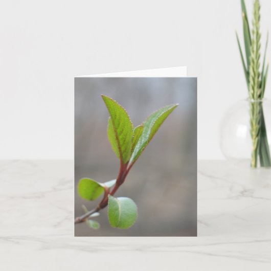 Blackhaw Notecard Kaart (Voorkant)