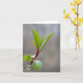 Blackhaw Notecard Kaart (Gele Bloem)