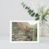 Blackhouse - Gearannan, eiland Lewis Briefkaart (Staand voorkant)