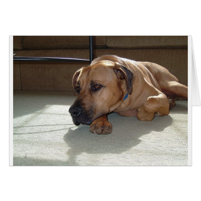 blackmouth cur leggend (Voorkant Horizontaal)