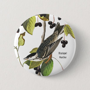 Blackpoll Warbler, Audubon, Birder Style voor Draa Ronde Button 5,7 Cm