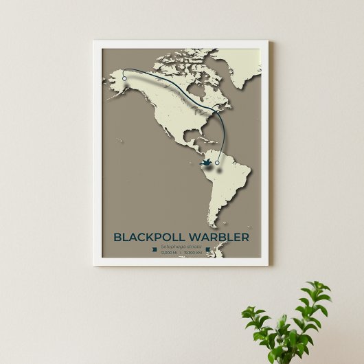 Blackpoll Warbler-migratiekaart – minimalistisch Poster